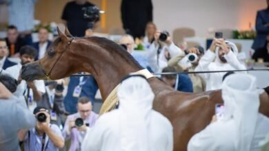 155 خيلاً من 12 دولة تشارك في بطولة دبي الدولية للجواد العربي