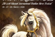 مهرجان الشارقة الدولي السابع والعشرين للجواد العربي ينطلق غدا