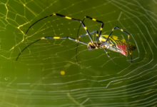 "عناكب طائرة" بحجم كف اليد تغزو الولايات المتحدة