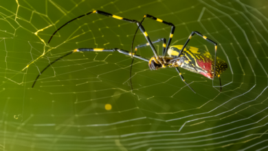 "عناكب طائرة" بحجم كف اليد تغزو الولايات المتحدة