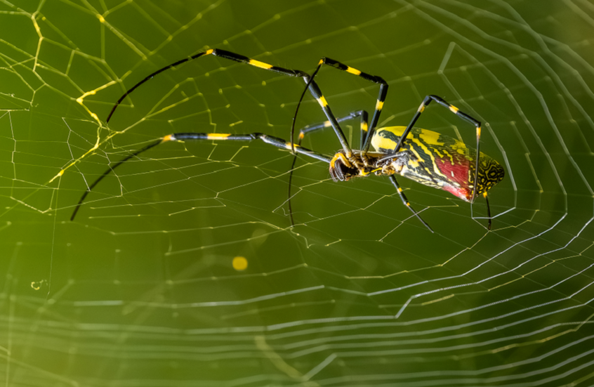 "عناكب طائرة" بحجم كف اليد تغزو الولايات المتحدة 1 "عناكب طائرة" بحجم كف اليد تغزو الولايات المتحدة