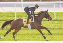 "سيرفي" تتحدى نخبة خيول العالم في "شيمـا كلاسيك" بكأس دبي العالمي