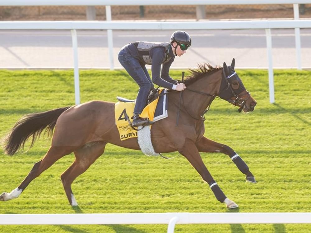 "سيرفي" تتحدى نخبة خيول العالم في "شيمـا كلاسيك" بكأس دبي العالمي 1 "سيرفي" تتحدى نخبة خيول العالم في "شيمـا كلاسيك" بكأس دبي العالمي