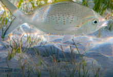 أبوظبي تبدأ تنفيذ قرارين وزاريين بشأن تعديل الاشتراطات التنظيمية لصيد الأسماك