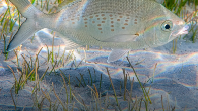 أبوظبي تبدأ تنفيذ قرارين وزاريين بشأن تعديل الاشتراطات التنظيمية لصيد الأسماك