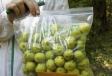 "نيويورك أبوظبي" تنجز دراسة بحثية حول تطوير محاصيل زراعية مستدامة