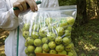 "نيويورك أبوظبي" تنجز دراسة بحثية حول تطوير محاصيل زراعية مستدامة