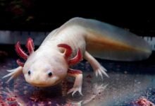 مخلوق مائي قد يفتح الباب لتجديد الأطراف البشرية