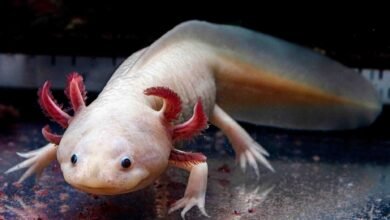 مخلوق مائي قد يفتح الباب لتجديد الأطراف البشرية