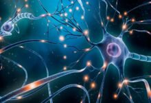 باحثون من جامعتي "نيويورك أبوظبي" و"دنفر" يطورون تقنية تدعم علاجات أمراض الدماغ