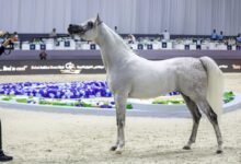 "دبي الدولية للجواد العربي 2026" تنطلق غداً