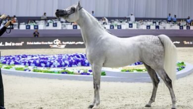 "دبي الدولية للجواد العربي 2026" تنطلق غداً