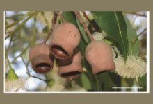 جامعة نيويورك أبوظبي تنجز دراسة بحثية لتطوير مواد مبتكرة مقاومة للصدمات