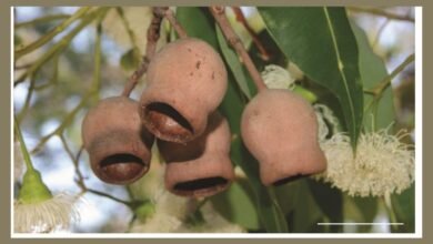 جامعة نيويورك أبوظبي تنجز دراسة بحثية لتطوير مواد مبتكرة مقاومة للصدمات