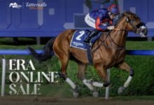 مزاد هيئة الإمارات لسباق الخيل يسجل مشاركة قياسية بزيادة 154%