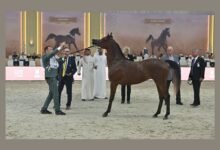 انطلاقة قوية لبطولة دبي الدولية للجواد العربي وتأهل 18 خيلاً إلى النهائيات