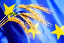 تراجع أسعار القمح الأوروبي