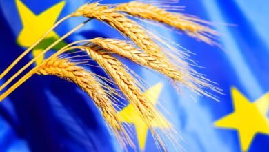 تراجع أسعار القمح الأوروبي