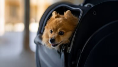 الاتحاد للطيران تقدّم عرضاً خاصاً للسفر مع الحيوانات الأليفة 4 الاتحاد للطيران