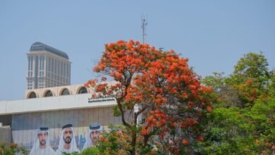 حمدان بن محمد يحتفي بشجرة "الشعلة" ويوجّه بتكثيف زراعتها في الشوارع والمنازل والحدائق العامة بدبي