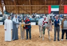 ختام مميز للجولة الثالثة من كأس الإمارات العالمي للخيول العربية بالمغرب
