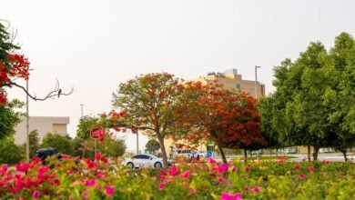 أكثر من 1000 شجرة بونسيانا تزين مدن منطقة الظفرة