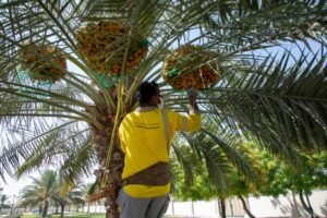 مبادرة «تباشير الرطب» في عامها الرابع تأكيد على إحياء الموروث الإماراتي
