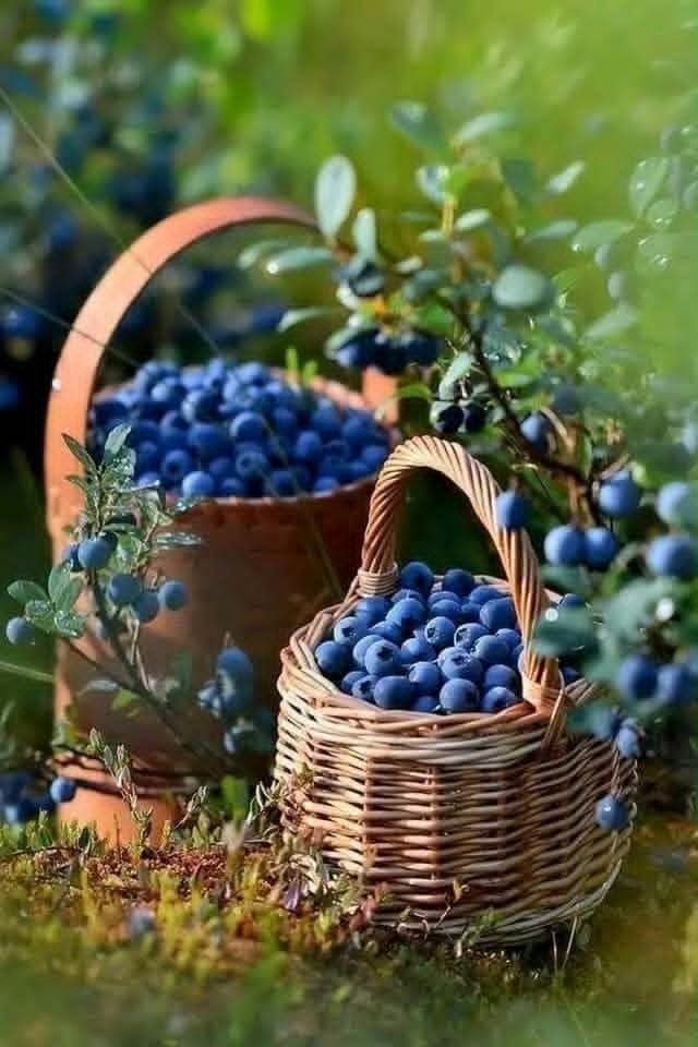العنب و التوت الأزرق.. مضادات أكسدة طبيعية تحمي القلب وتحارب الالتهابات 1 العنب و التوت الأزرق.. مضادات أكسدة طبيعية تحمي القلب وتحارب الالتهابات
