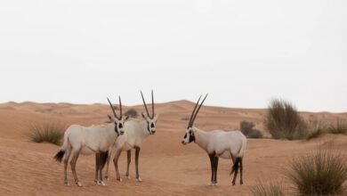 "البيئة - أبوظبي ": أبوظبي تواصل تطوير حلول مبتكرة لتعزيز التكيّف مع تغيّر المناخ وحماية الموارد الطبيعية