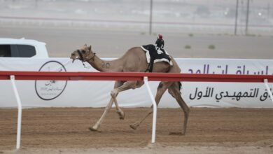 زعفرانة وسياف يتألقان في منافسات "الإيذاع" بمهرجان العين للهجن