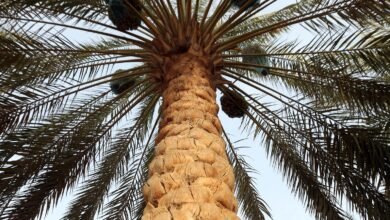 من ليوا إلى العين.. موسم الرطب يواصل رحلته بين واحات أبوظبي 3 ليوا