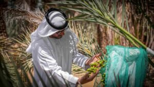 من ليوا إلى العين.. موسم الرطب يواصل رحلته بين واحات أبوظبي 6 من ليوا إلى العين.. موسم الرطب يواصل رحلته بين واحات أبوظبي