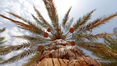 "أبوظبي للتراث" تطلق مشروع "توثيق الأصناف الجديدة من النخيل" 2 أبوظبي للتراث