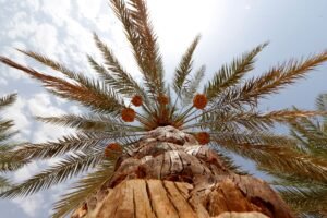 من ليوا إلى العين.. موسم الرطب يواصل رحلته بين واحات أبوظبي 5 من ليوا إلى العين.. موسم الرطب يواصل رحلته بين واحات أبوظبي
