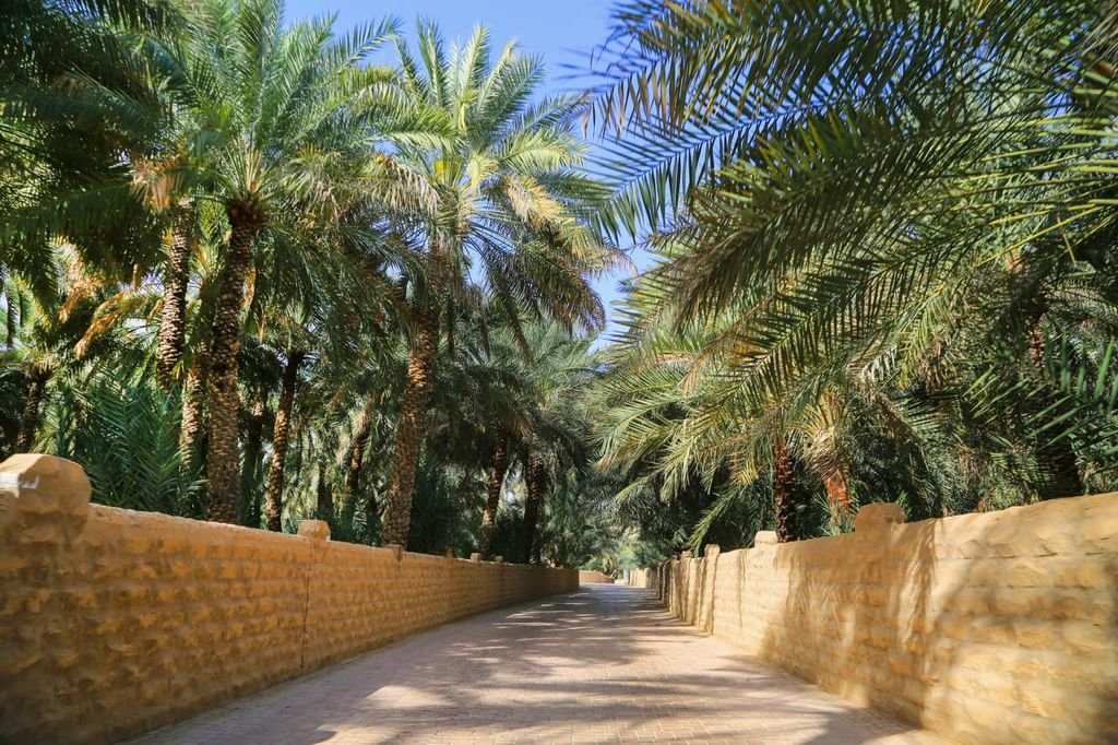 بلدية مدينة العين تنفذ برامج متكاملة لحماية النخيل وصون الأفلاج التاريخية بالواحات 1 بلدية مدينة العين