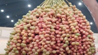 منصور بن زايد: مهرجان ليوا للرطب منصة وطنية تحتفي بمزارعينا وتشجعهم على مواصلة التميز 6 منصور بن زايد: مهرجان ليوا للرطب منصة وطنية تحتفي بمزارعينا وتشجعهم على مواصلة التميز