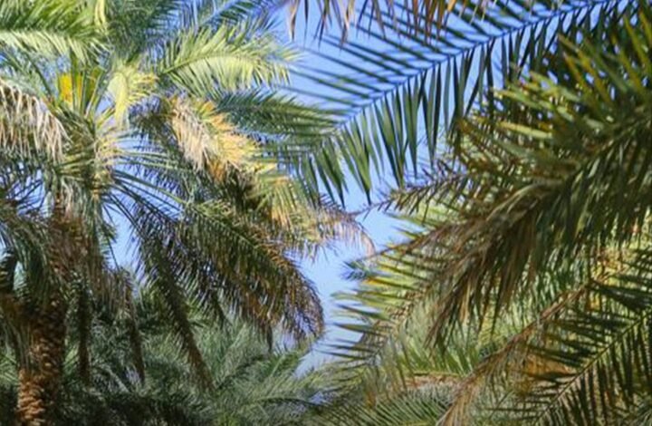 بلدية العين تواصل حماية 169 ألف نخلة وتطوير منظومة الأفلاج