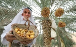 مهرجان ليوا للرطب ينطلق 14 يوليو الجاري في الظفرة 3 مهرجان ليوا للرطب ينطلق 14 يوليو الجاري في الظفرة