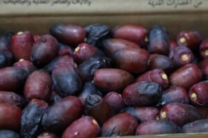 «الوثبة للرطب» يختتم دورته الأولى ويتوج الفائزين في الفرض والزاملي 4 «الوثبة للرطب» يختتم دورته الأولى ويتوج الفائزين في الفرض والزاملي