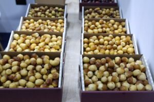«الوثبة للرطب» يختتم دورته الأولى ويتوج الفائزين في الفرض والزاملي 6 «الوثبة للرطب» يختتم دورته الأولى ويتوج الفائزين في الفرض والزاملي