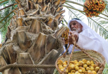 مهرجانات الرطب