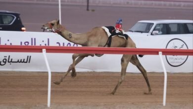 "لهايب" تحصد أول أشواط "اللقايا" و"الفهد" "أفضل توقيت" في مهرجان العين للهجن 4 لهايب