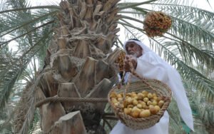 «الوثبة للرطب» يختتم دورته الأولى ويتوج الفائزين في الفرض والزاملي 7 «الوثبة للرطب» يختتم دورته الأولى ويتوج الفائزين في الفرض والزاملي