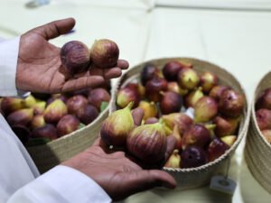 فاكهة الصيف تبرز تنوع الإنتاج الزراعي في «الوثبة للرطب» 5 فاكهة الصيف تبرز تنوع الإنتاج الزراعي في «الوثبة للرطب»