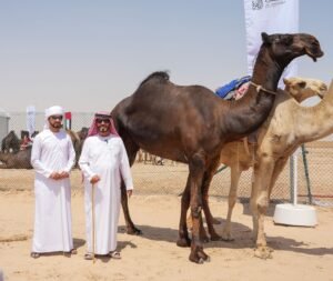 مهرجان الظفرة يبدأ ترصيص الإبل استعداداً لدورته العشرين 2 مهرجان الظفرة يبدأ ترصيص الإبل استعداداً لدورته العشرين