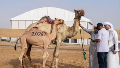 مهرجان الظفرة يبدأ ترصيص الإبل استعداداً لدورته العشرين 2 مهرجان الظفرة يبدأ ترصيص الإبل استعداداً لدورته العشرين
