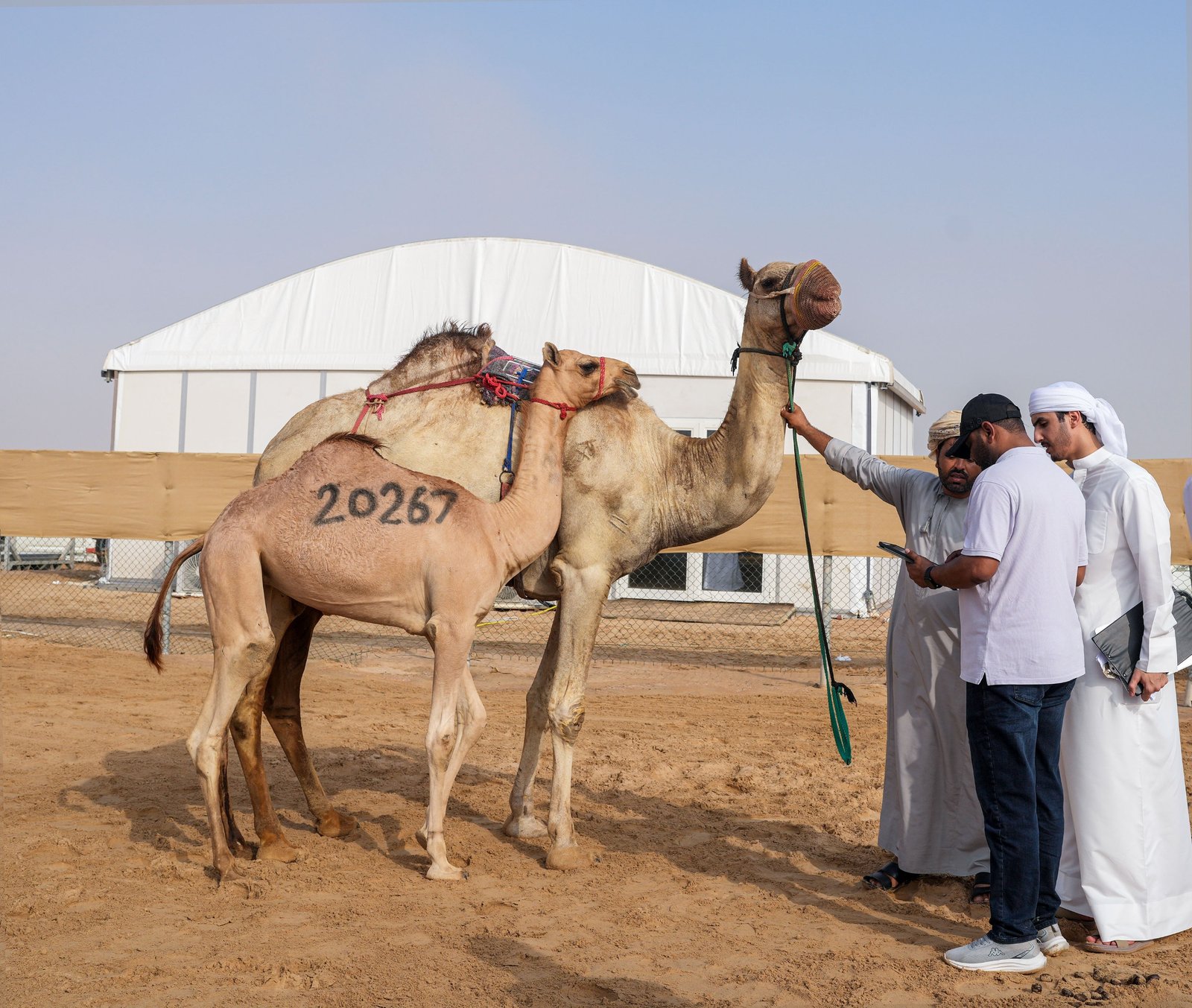مهرجان الظفرة يبدأ ترصيص الإبل استعداداً لدورته العشرين 1 مهرجان الظفرة يبدأ ترصيص الإبل استعداداً لدورته العشرين