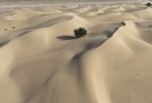 محمية دبي الصحراوية.. نموذج وطني لصون التنوع البيولوجي واستدامة النظم البيئية 25 محمية دبي الصحراوية