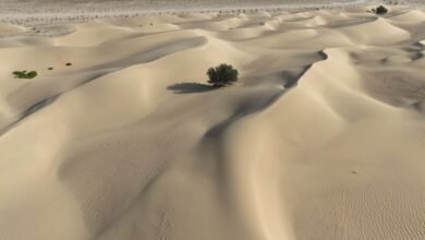 محمية دبي الصحراوية.. نموذج وطني لصون التنوع البيولوجي واستدامة النظم البيئية 2 محمية دبي الصحراوية