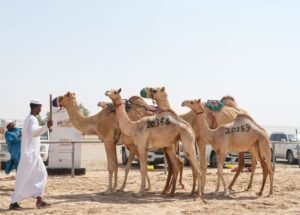 مهرجان الظفرة يبدأ ترصيص الإبل استعداداً لدورته العشرين 6 مهرجان الظفرة يبدأ ترصيص الإبل استعداداً لدورته العشرين